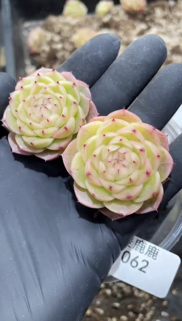 062流彩      量拍