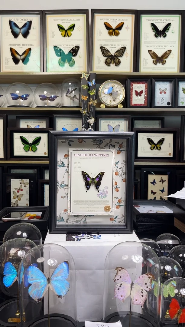 玫瑰青凤蝶-10寸绢布款