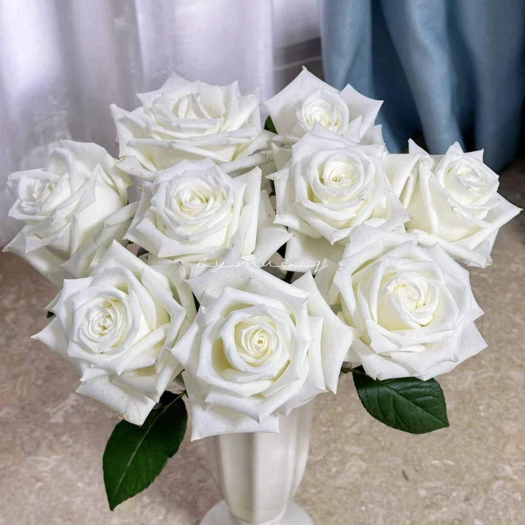 【骄傲/白巧克力】白色切花玫瑰月季花苗盆栽四季灌木庭院阳台花卉