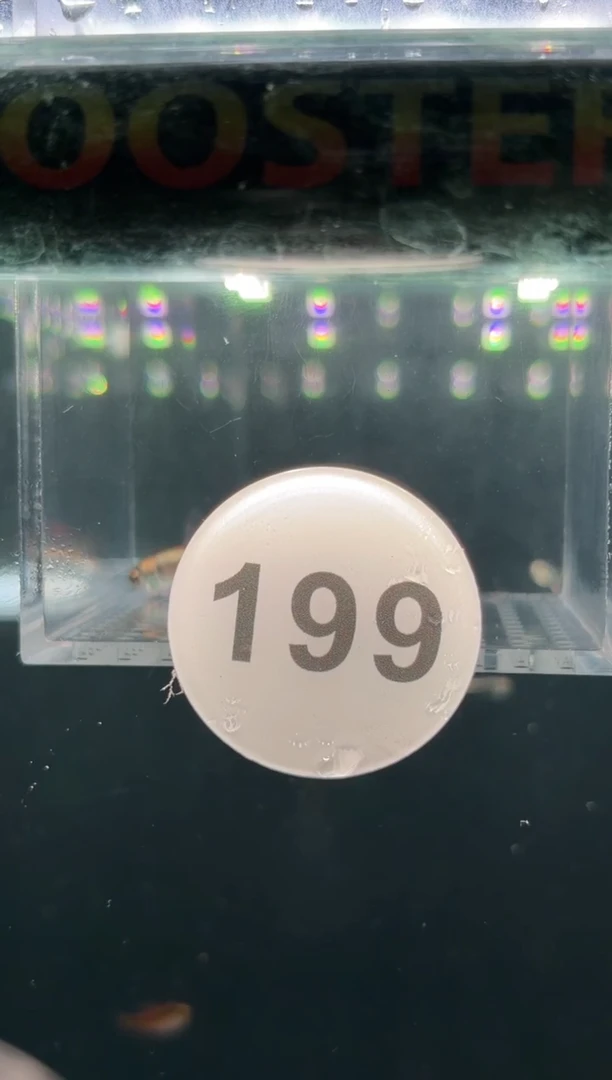 灯科鱼喜*.【199】白金蓝钻