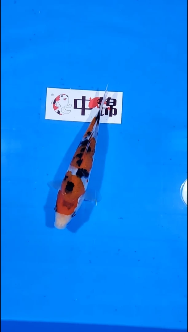 锦鲤【251214-09】大正三色 18公分 不详 寄养至26年12月