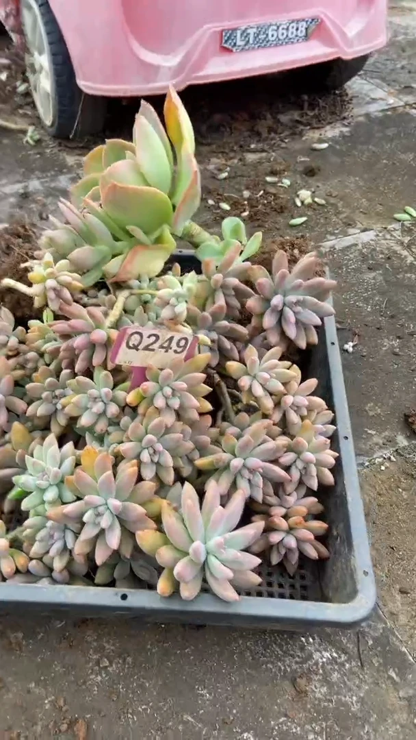 Q249多肉组合默认脱土发货