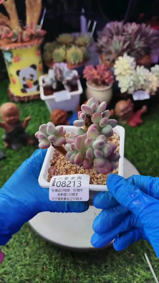 昆明印象多肉08213