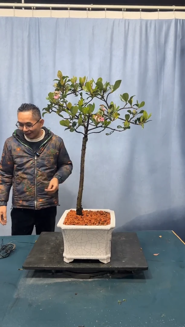 【闪购商品】盆景春花