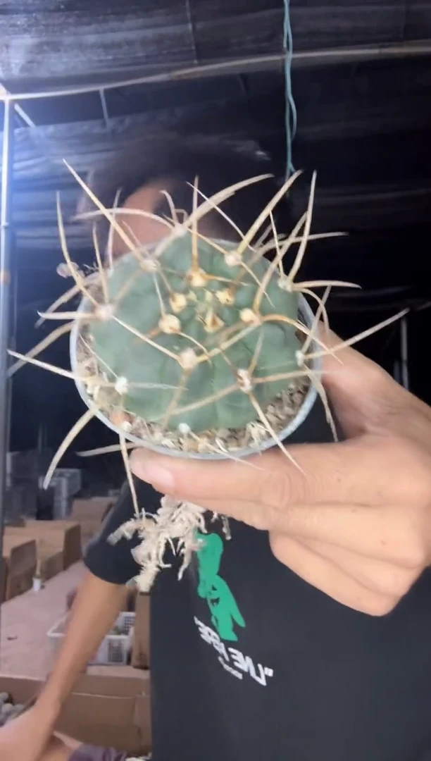 长刺不知名15.99