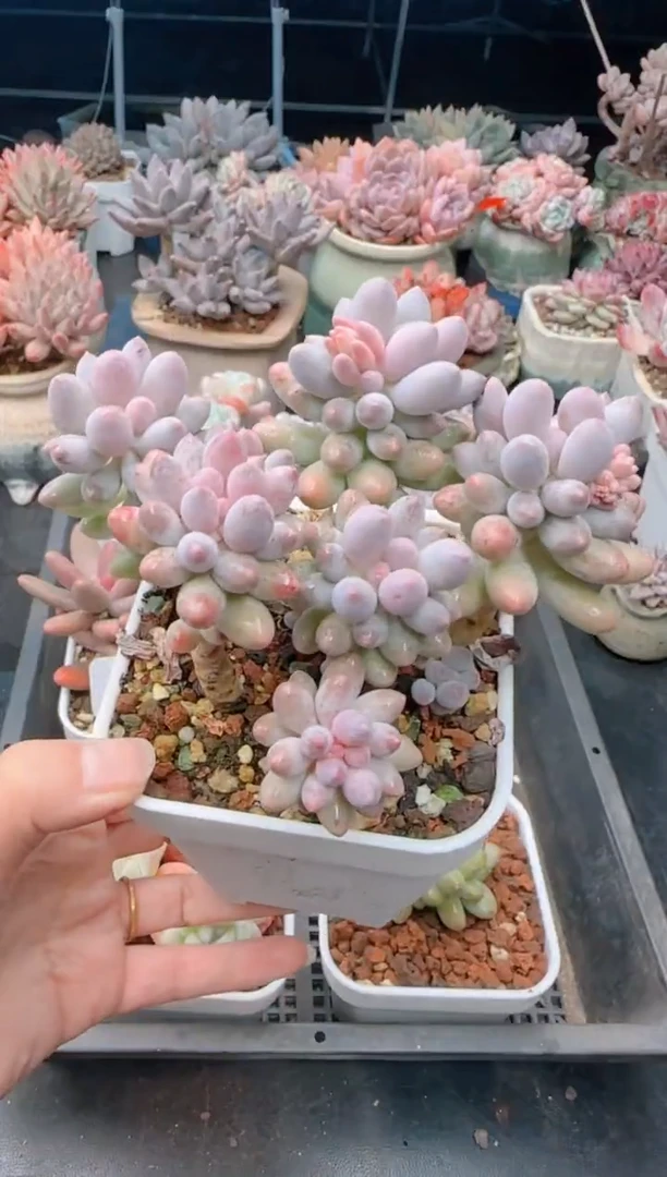 【闪购商品】7107.