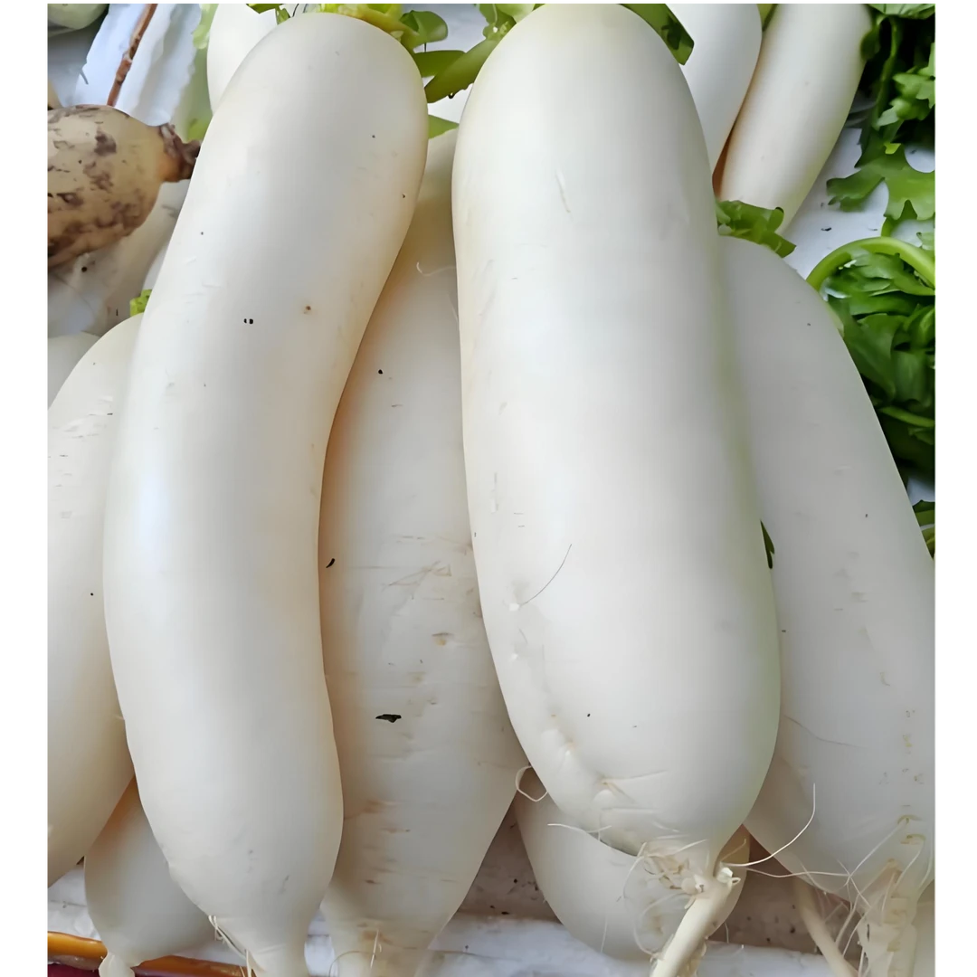新鲜白萝卜1500g/份白萝卜