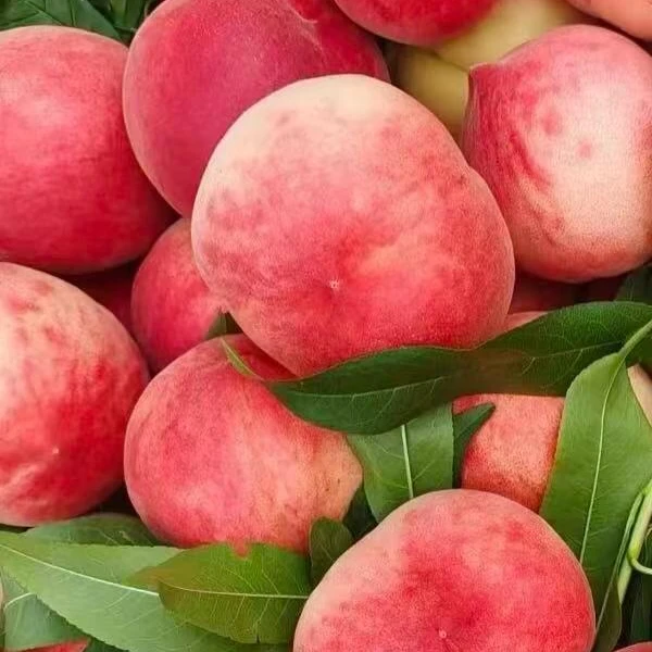 【现货】湖北高山脆桃现摘桃子应季水果毛桃脆甜多汁产地直发