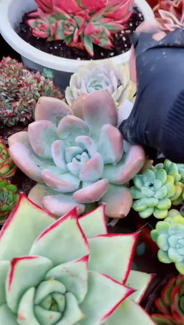 枙*27052多肉植物一物一拍