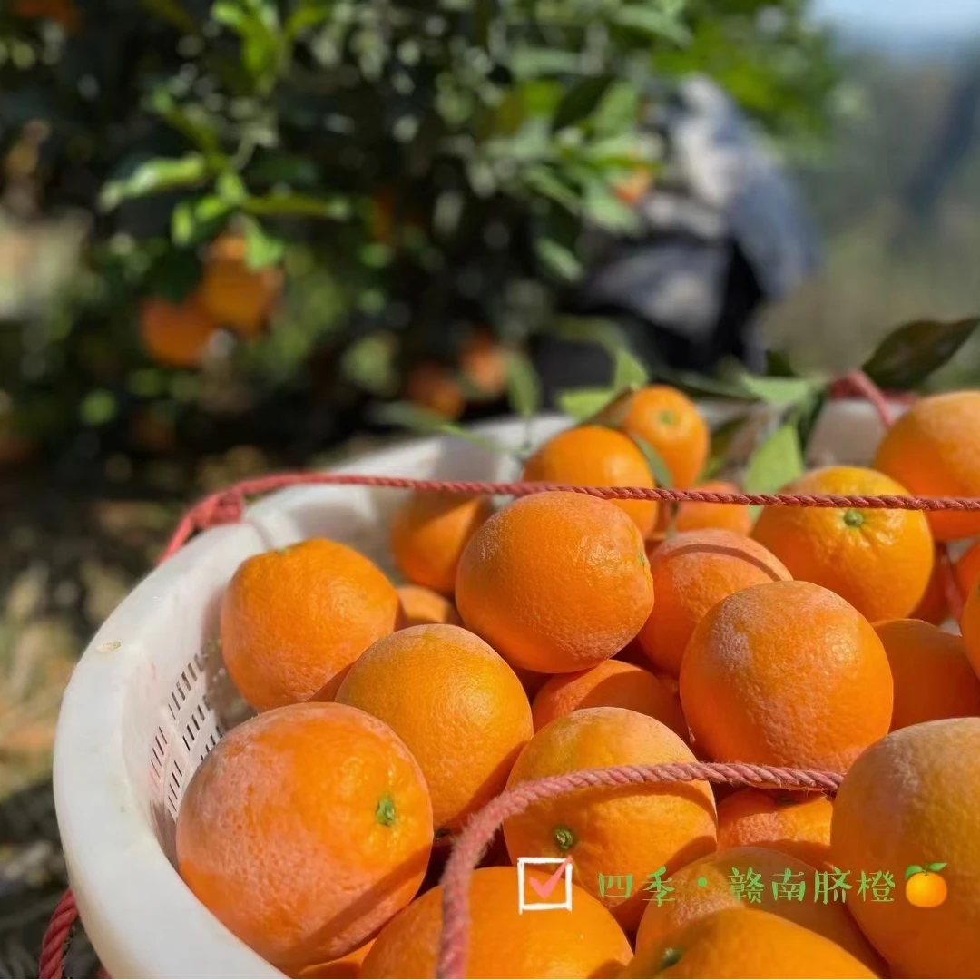 【正宗赣南脐橙】新鲜现摘现发孕妇VC水果皮薄多汁坏果包赔