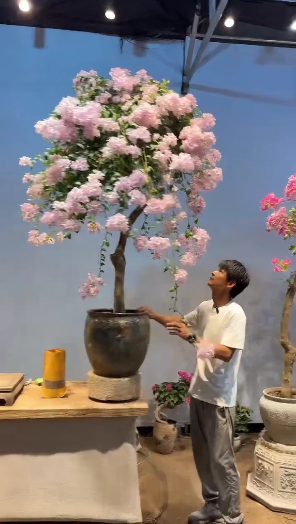 无花朵炫**鹉三角梅专场一物一拍5