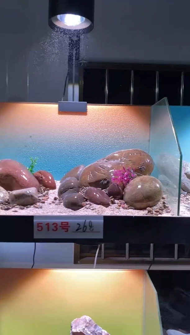 513号鱼缸造景（不含底砂）
