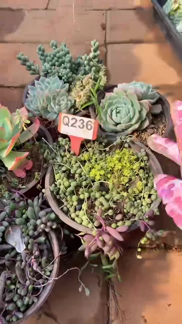 Q236多肉组合默认脱土发货
