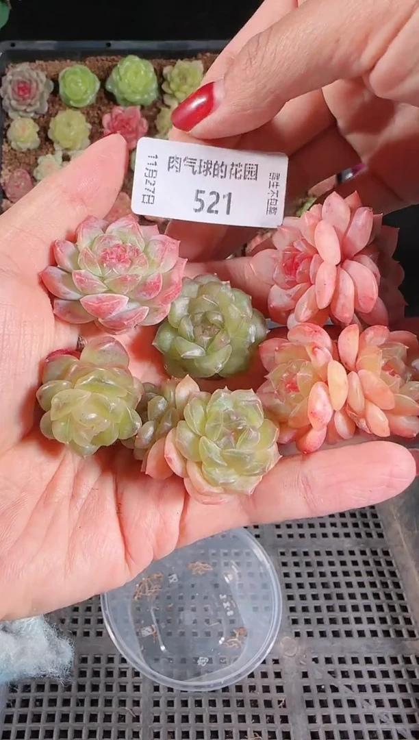 1127-521糖心组合6颗群生不包整
