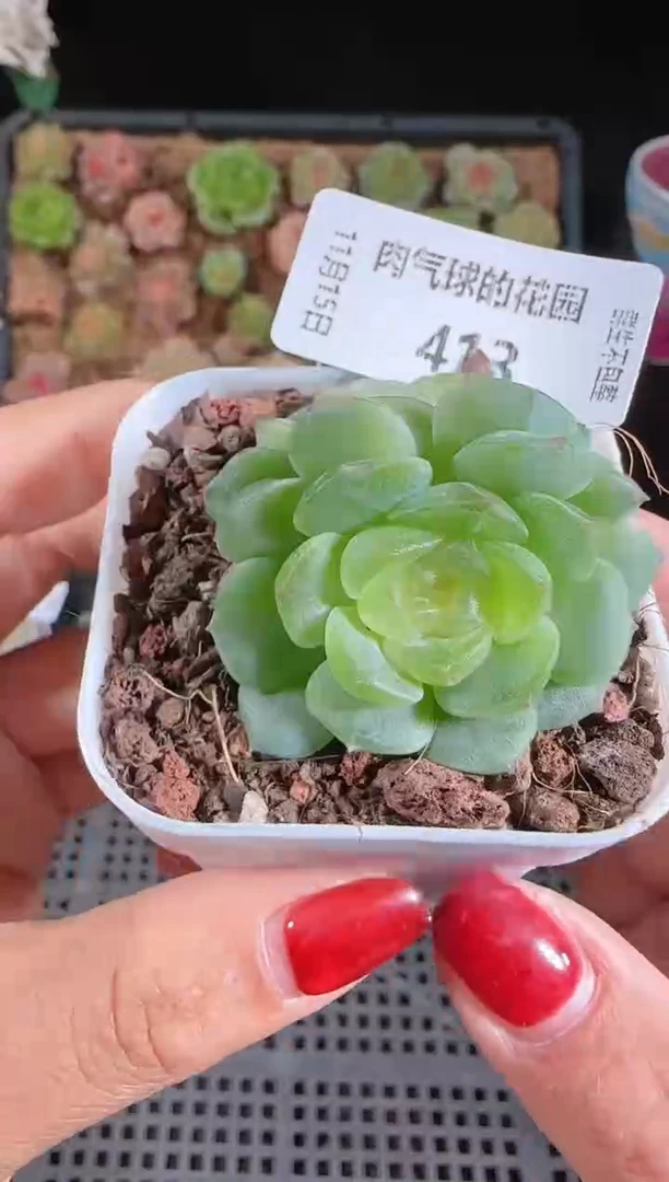 1115-413无尽灯群生不包整