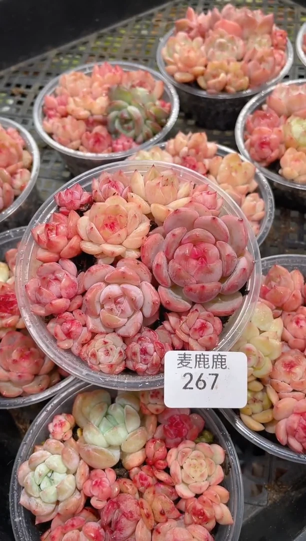 267粉秃子     量拍
