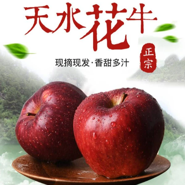 【精品】甘肃天水花牛苹果新鲜水果当季产地现摘现发CY