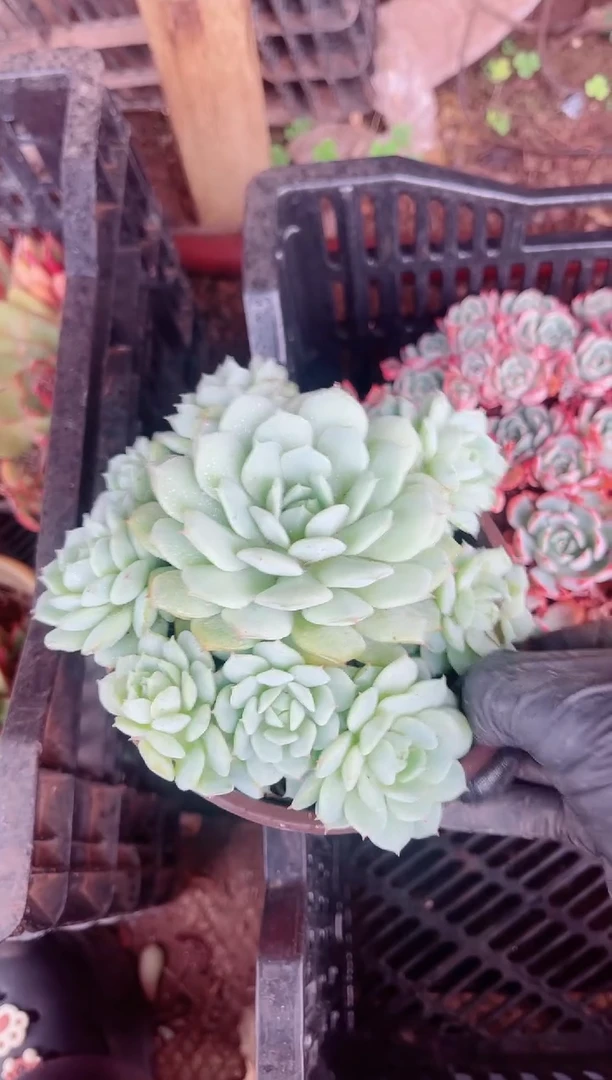 ‼****️多肉植物一物一拍18108