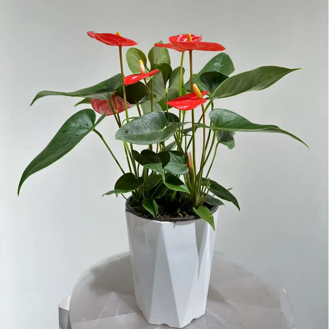 【橙掌太阳-120杯】鸿运当头四季开花5-6朵花3株苗原盆带盆发货