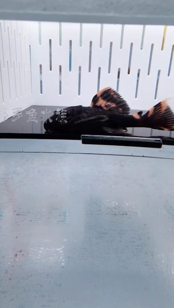 清道夫5不包入缸损129