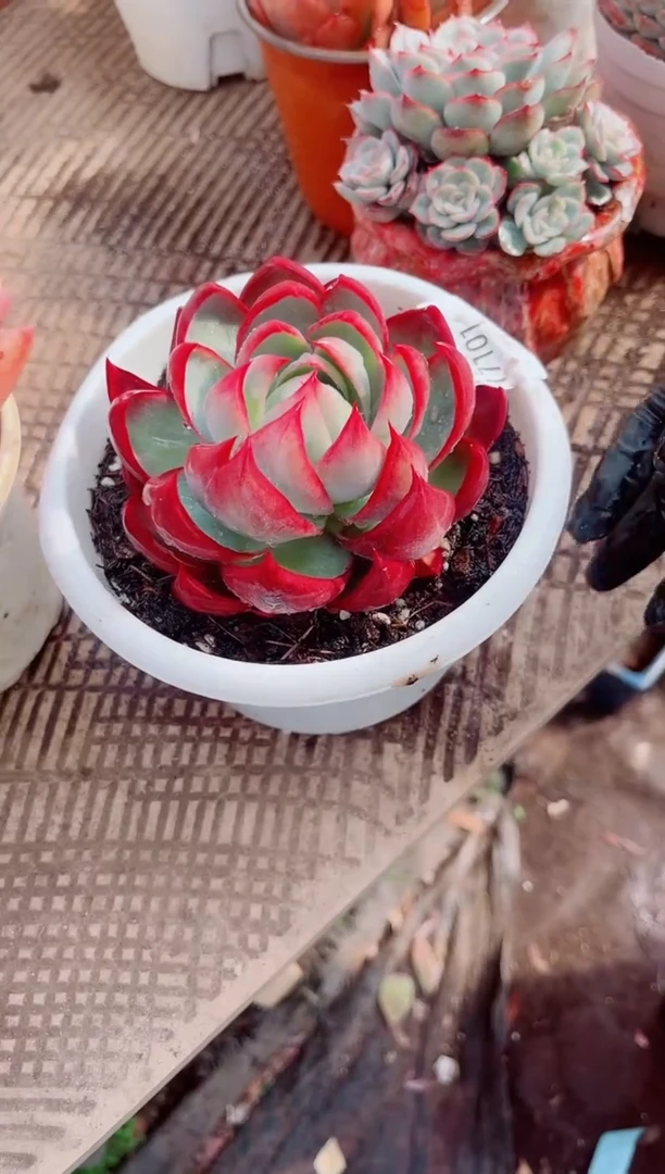 花***宿跃跃精品多肉17101