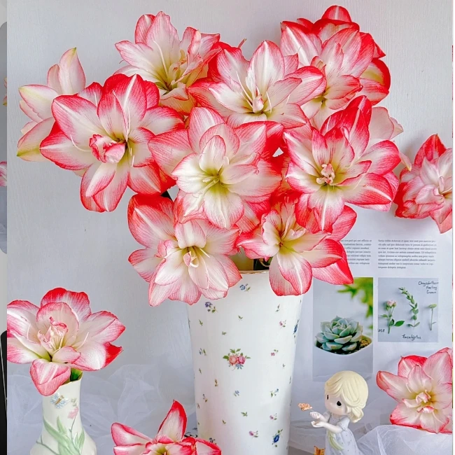 【朱顶红鲜切花】注定红丨好养耐养 鲜切花 云南鲜花 基地直发 直播