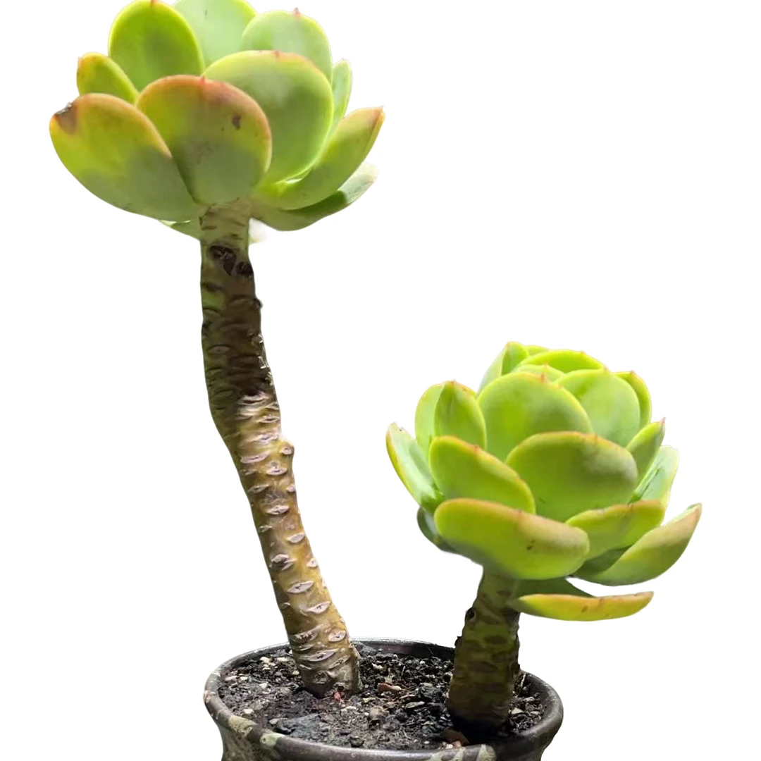 精品多肉    单头碧桃