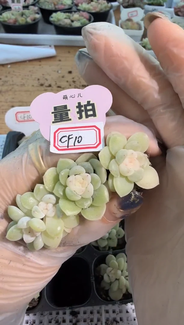 CF10单双混 3颗量拍混发 满9.9包邮
