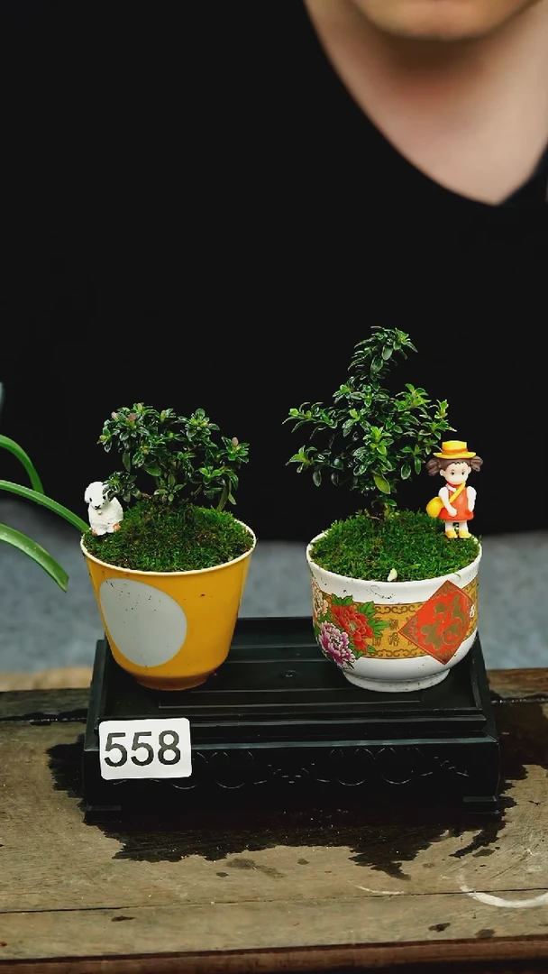 【闪购商品】苔藓微景观558号