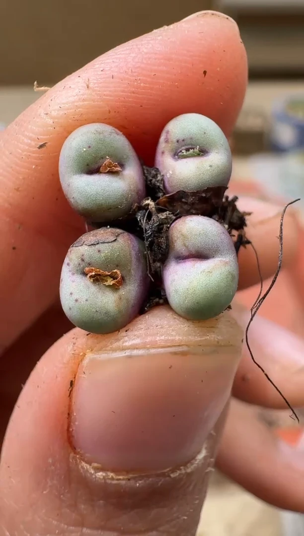 14-221多肉植物肉锥