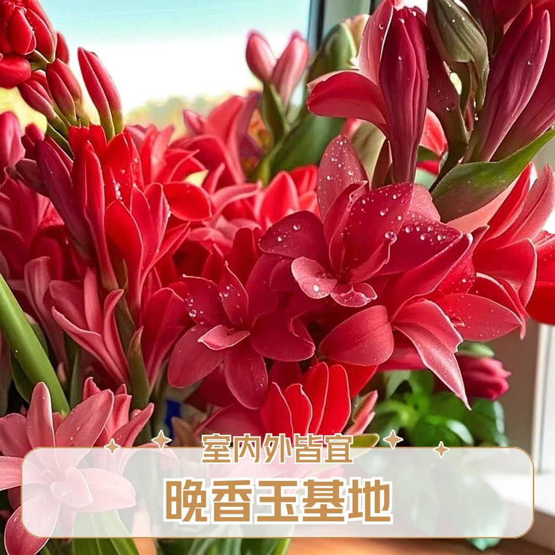 重瓣晚香玉夜来香种球多年生浓香盆栽地栽耐热耐寒新手好养易成活