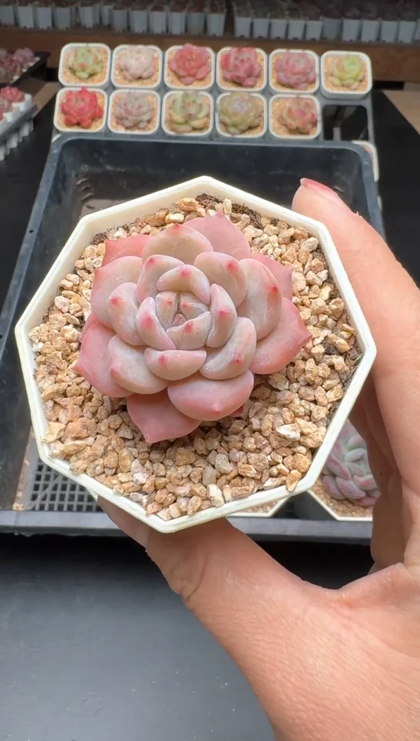 【闪购商品】457B物拍多肉带盆土6.5杯拍3颗包柚