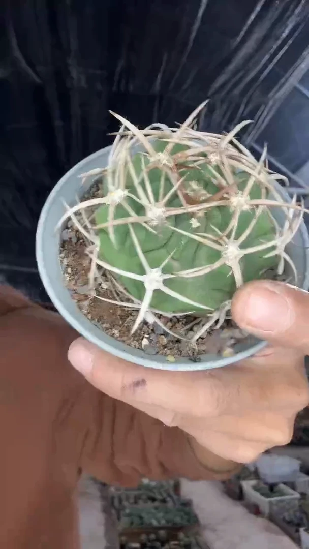 实生碧岩玉25.99