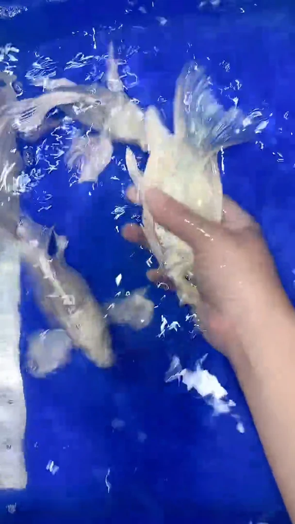 蝴蝶鲤小*渣蝴蝶鲤直播选鱼专用链接