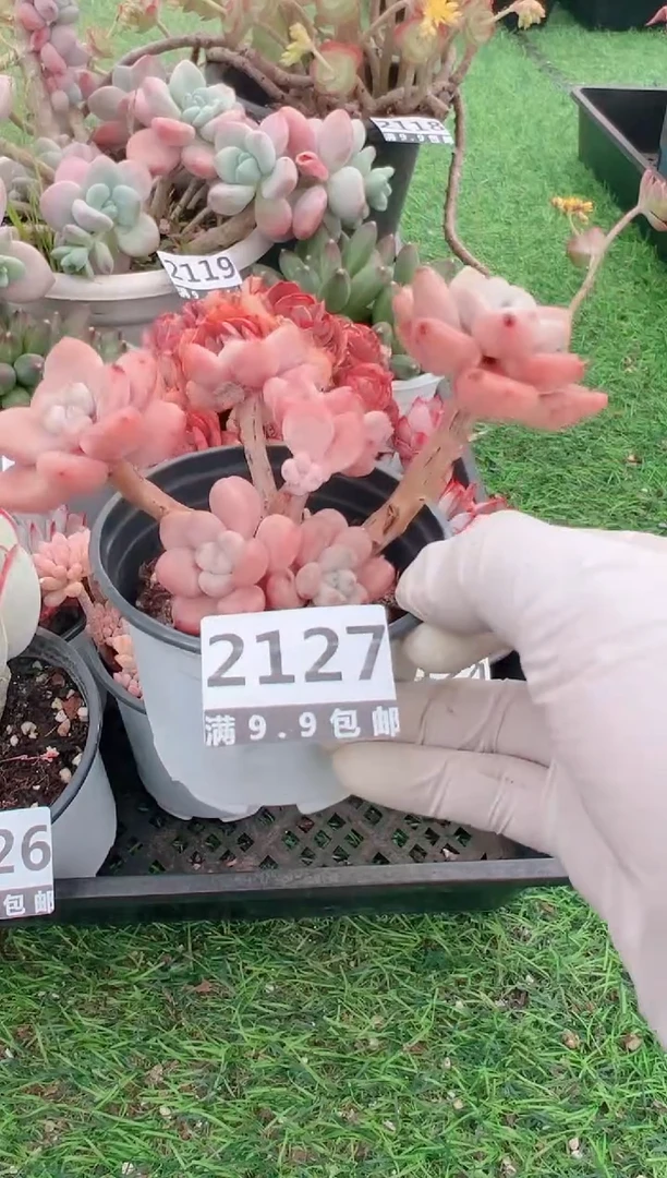 【闪购商品】信福多肉一物一拍