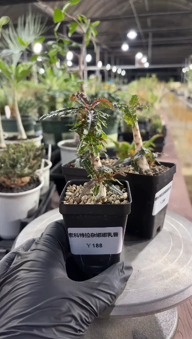 索科特拉杂娜娜乳香FB-7556