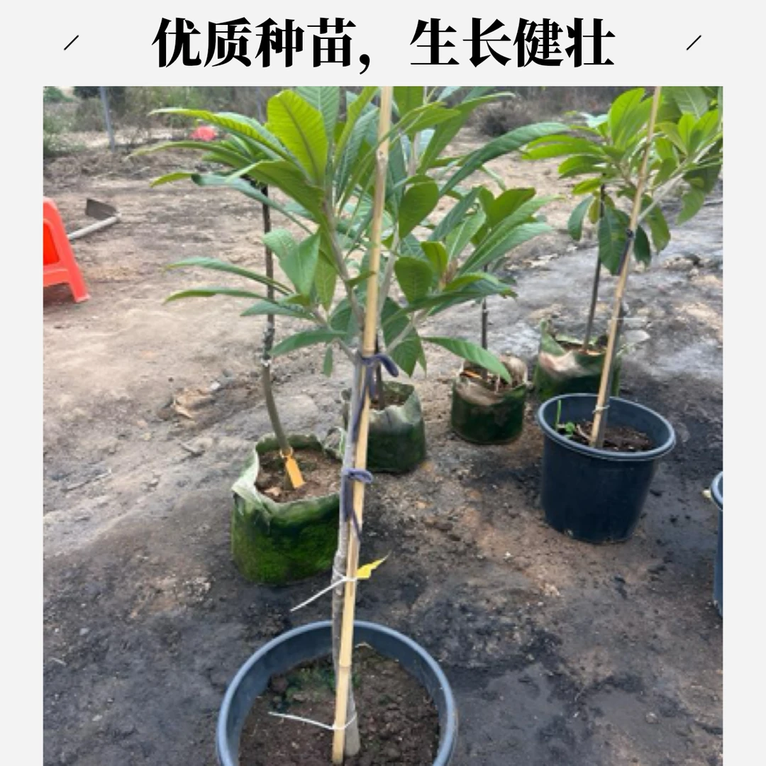 妈咪果马加纳 正宗品种 母树靠接  麻美果