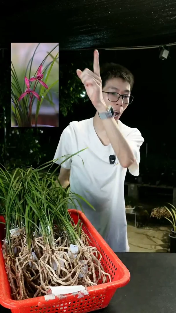 当前无花栽培后可以开花莲瓣兰-药山红（前垄子母2苗）