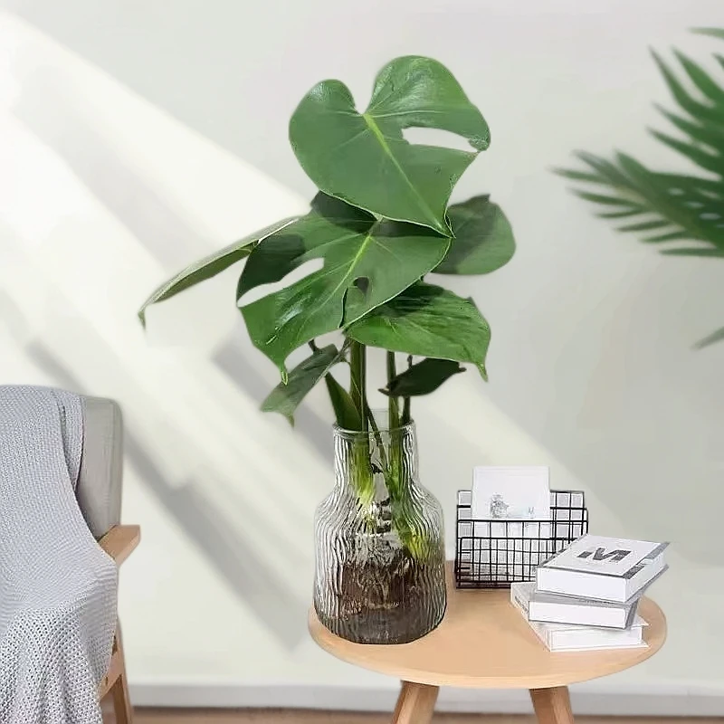 【花伴水】水培龟背竹玻璃花瓶盆栽室内观叶绿植好养易活