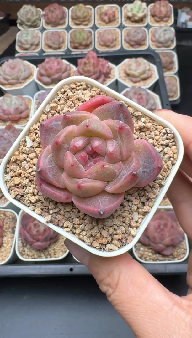 【闪购商品】507A号一物一拍多肉花卉植物拍3颗起发