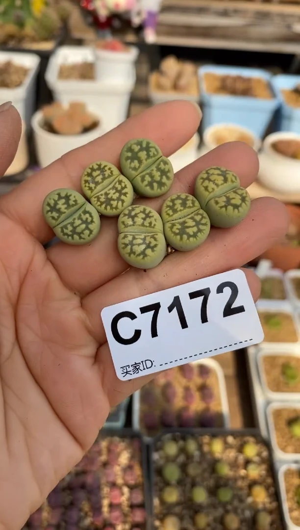 7172 直播一物一拍