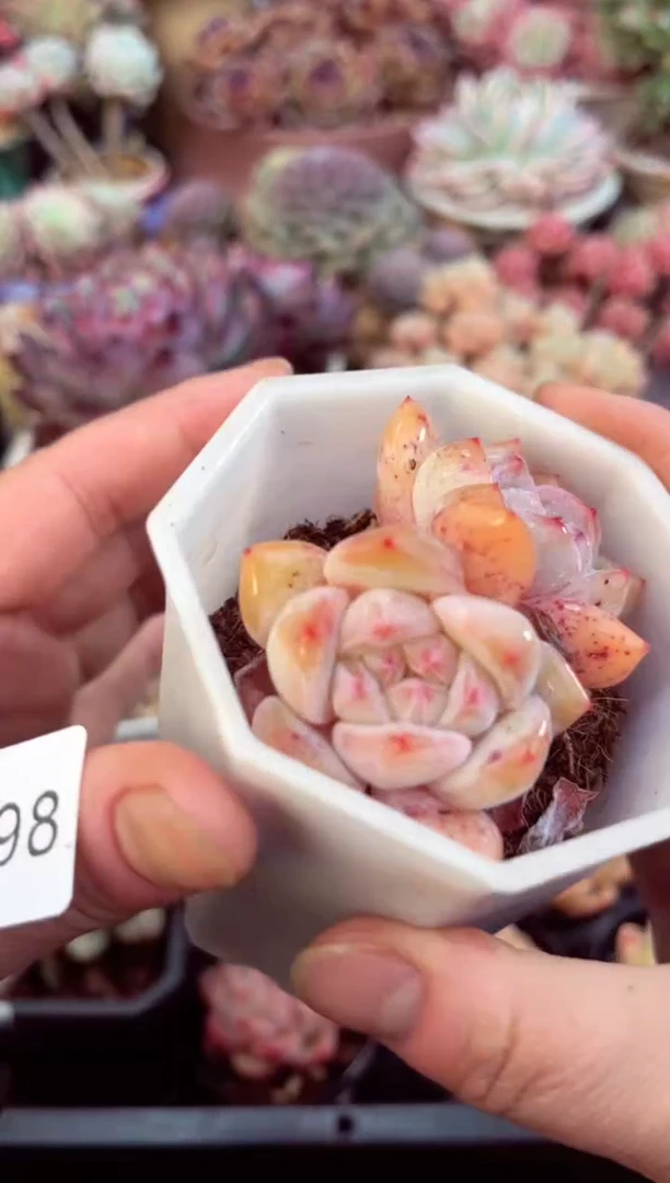 【闪购商品】5798双头橙子多肉