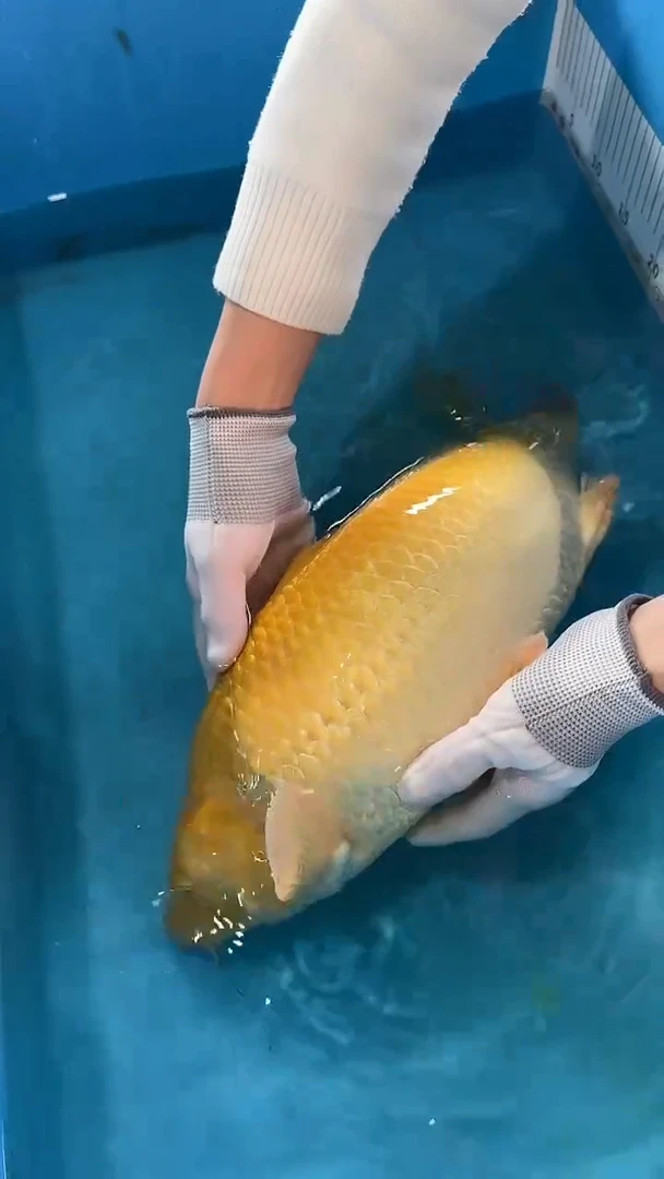 锦鲤太饱锦鲤36cm-48cm不包邮到付