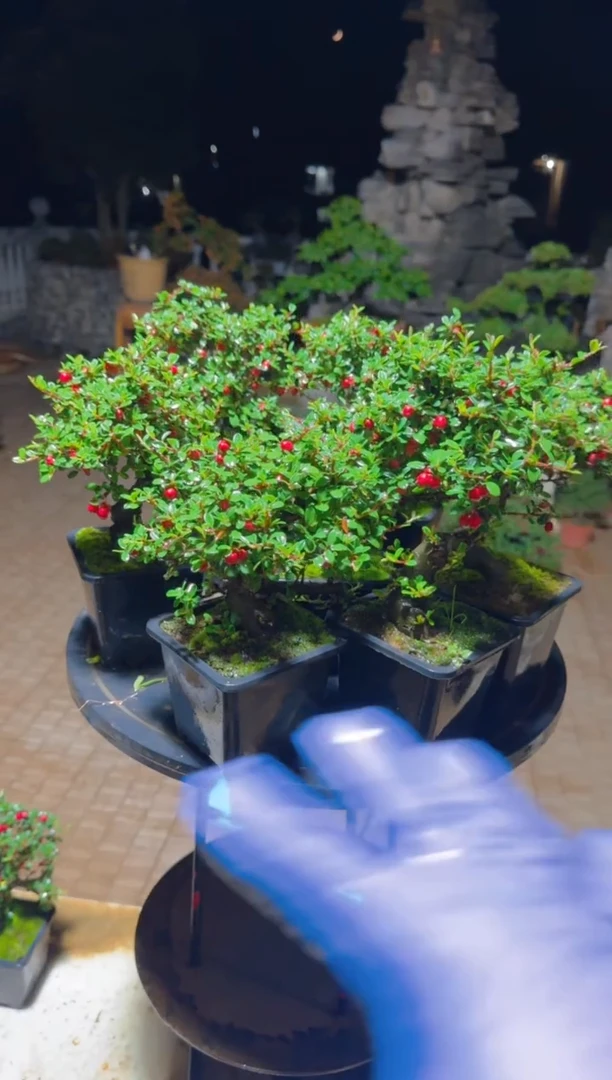 无花朵白花珍珠荀子  随机发货