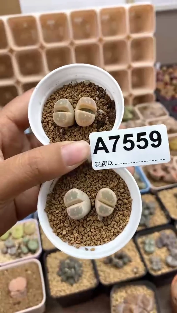 【闪购商品】7559直播间一物一拍链接