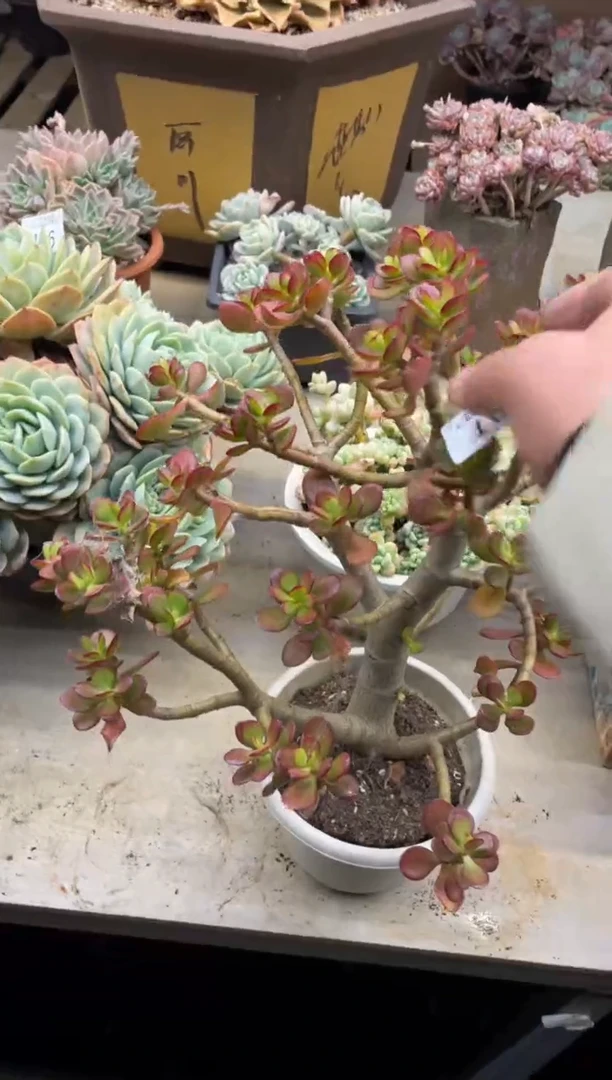 【闪购商品】105红玉树