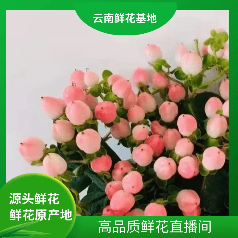 颜花【粉豆福利】云南基地直发