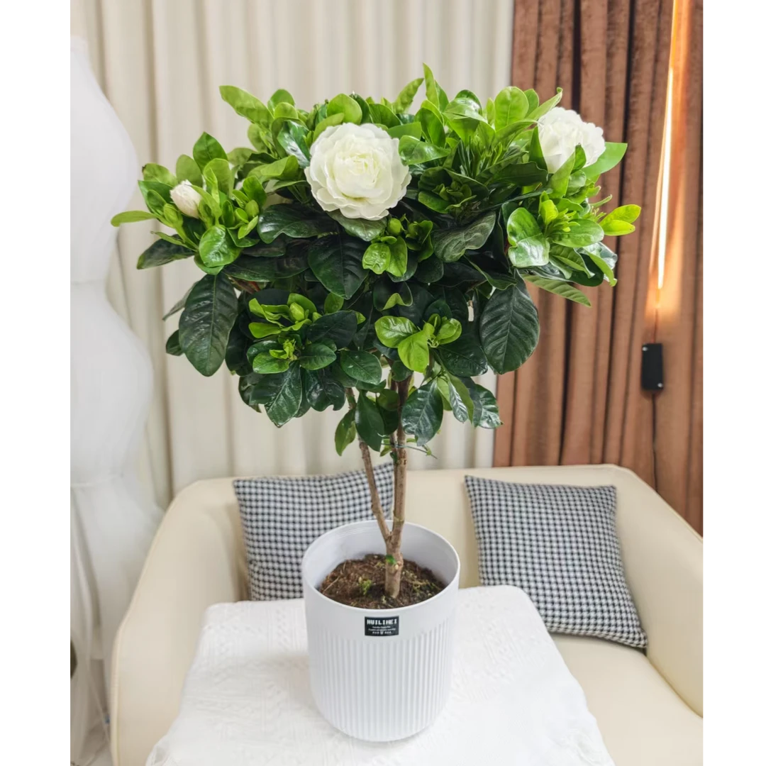 棒棒糖栀子花50-70公分室内阳台办公室独杆大叶浓香开花香植好养