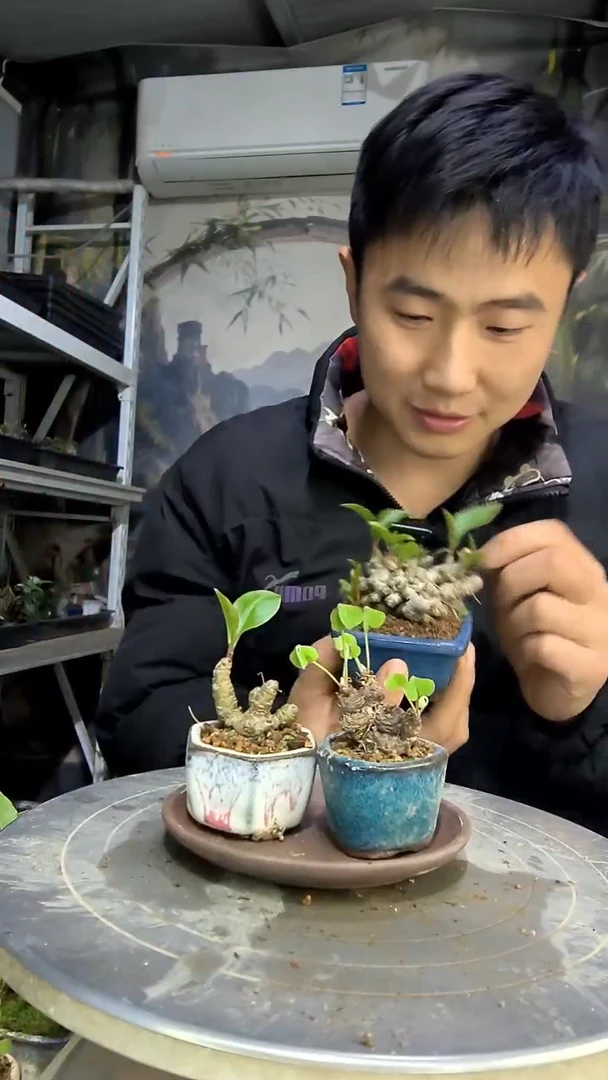 果*中青园艺一物一拍花273