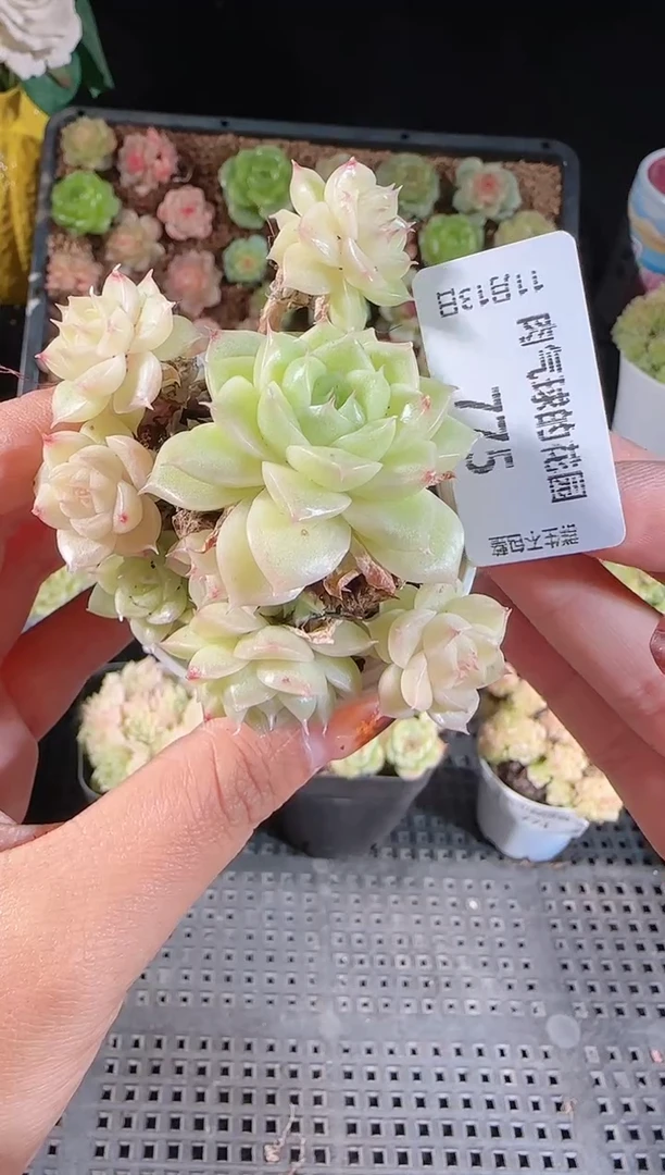 1113-775群生不包整